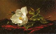 Martin Johnson Heade Magnolia f oil on canvas